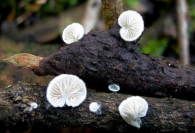 La valle dei funghi sconosciuti